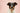 Simplifying Dog Training: Tips for Wee Pads