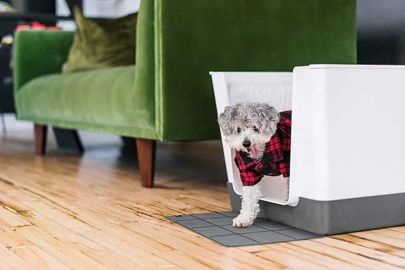 Small Dog Using Indoor Potty System