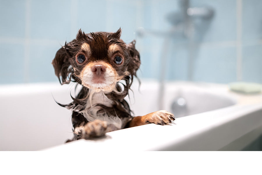 Small chihuahua wet and wide-eyed during a bath in a tub.