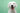 white-dog-smiling-after-bath.jpg