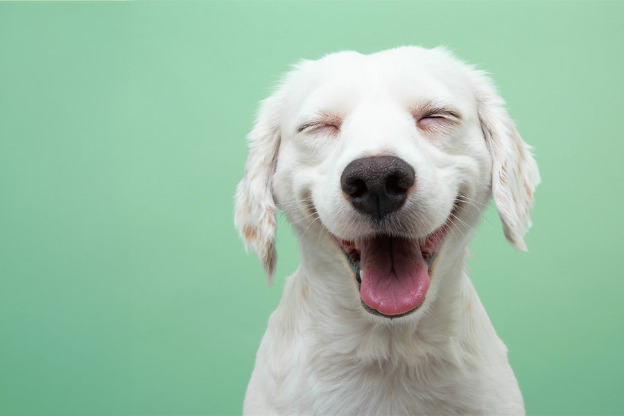 white-dog-smiling-after-bath.jpg
