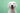 white-dog-smiling-after-bath.jpg