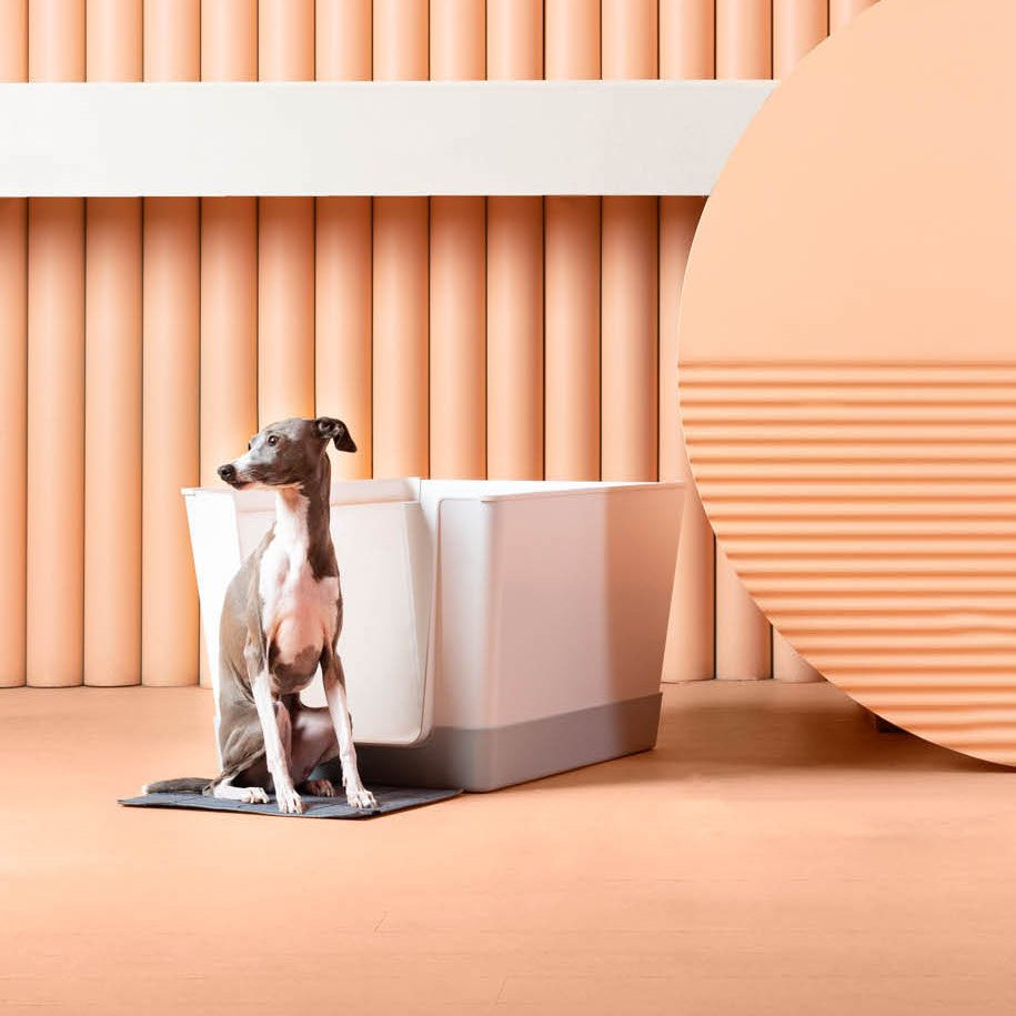 A grey and white Italian Greyhound dog sits on a dark mat next to a modern white and grey litter box in a minimalist room with peach-colored wall panels and a large circular decor element.