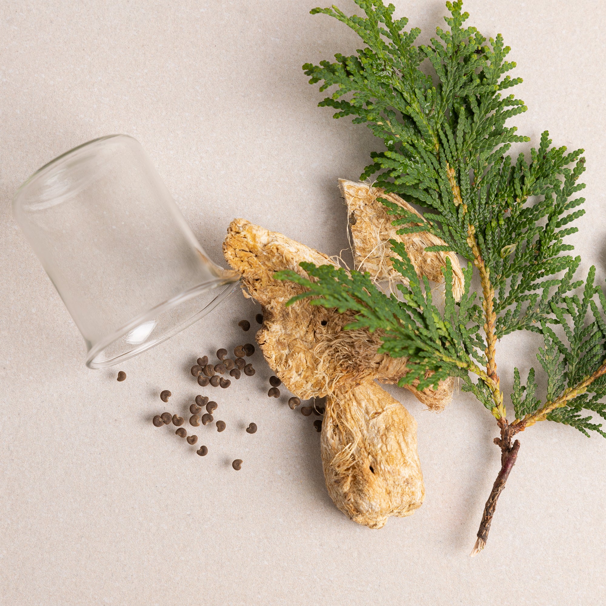 dog litter box, doggy bathroom, dog litter, dog litter pan, indoor dog potty, dog bathroom, dog potty tray, dog toilet, dog pee tray, potty dog, indoor dog toilet, litter box for dogs, dog potty tray, dog indoor restroom, puppy litter box, indoor puppy potty, indoor bathroom for dogs, litter box for dog, indoor potty for dogs