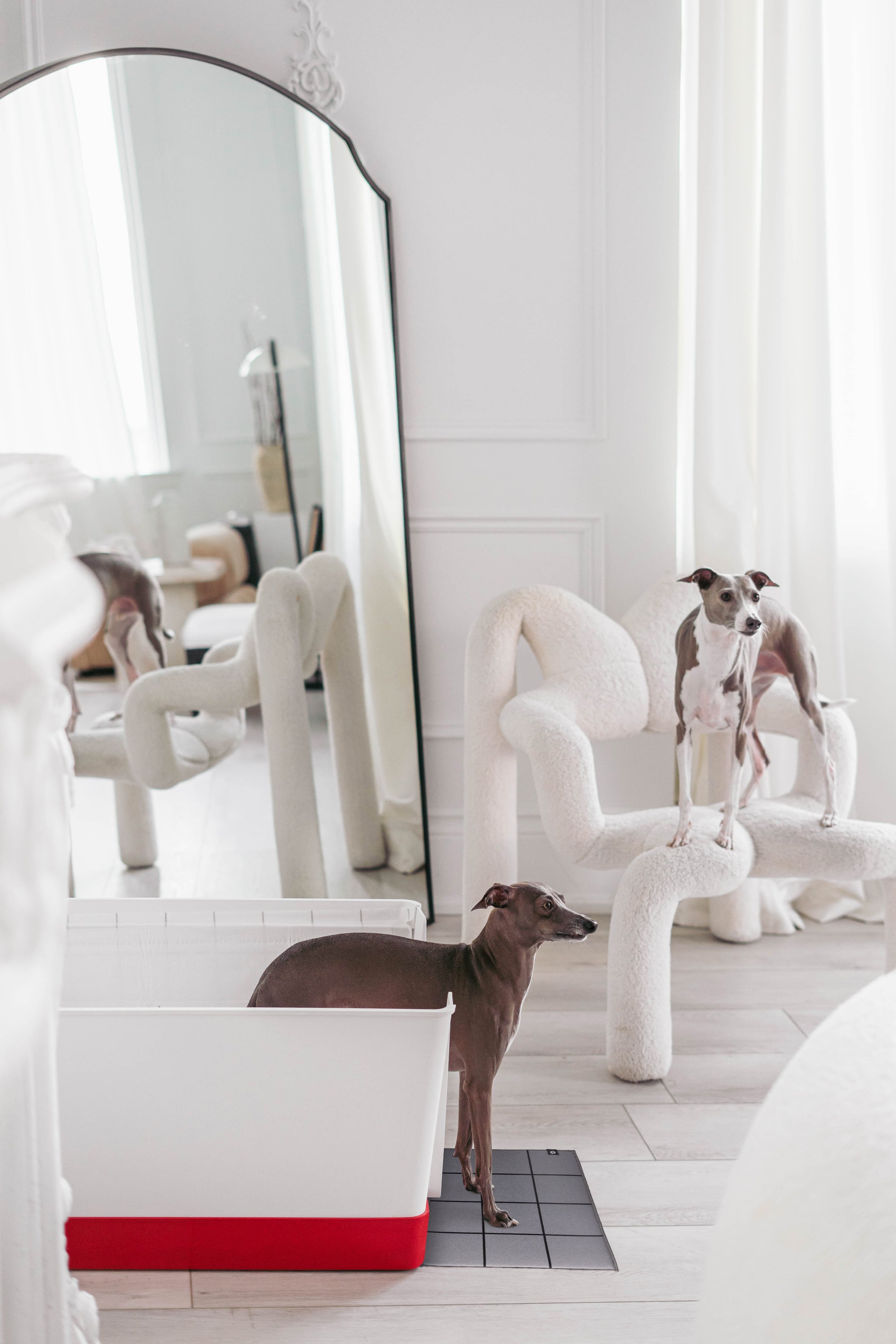 Doggy Bathroom