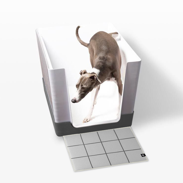 Italian Greyhound stepping out of the Doggy Bathroom indoor potty with a grey tray against a clean white background.
