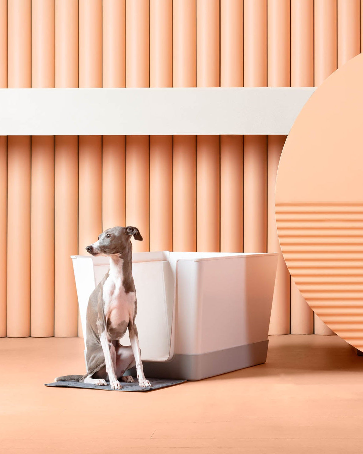 Italian Greyhound sitting in front of the Doggy Bathroom indoor potty with a grey tray against a peach-toned studio backdrop.