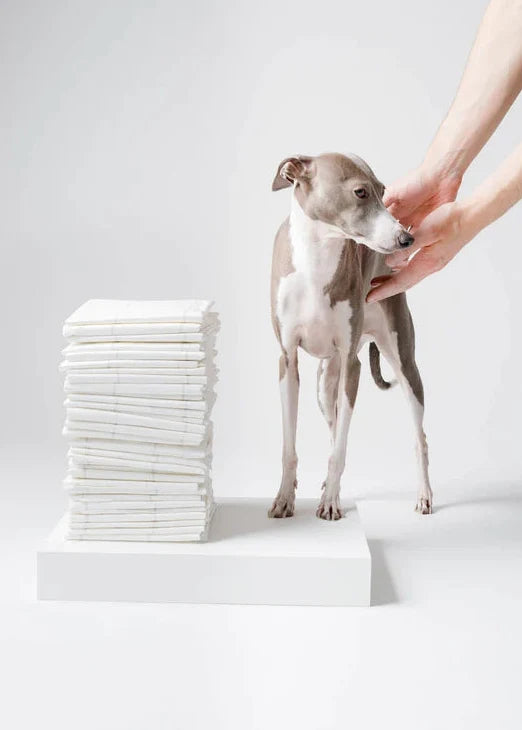 A small gray and white dog stands on a white pedestal next to a tall stack of white rectangular pads, with a person's hands gently touching the dog's back. The background is a clean, seamless white studio setting.