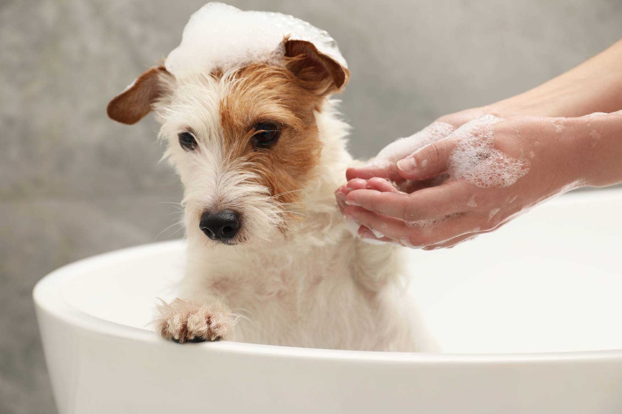 Small dog being bathed with a hand applying soap to its fur.