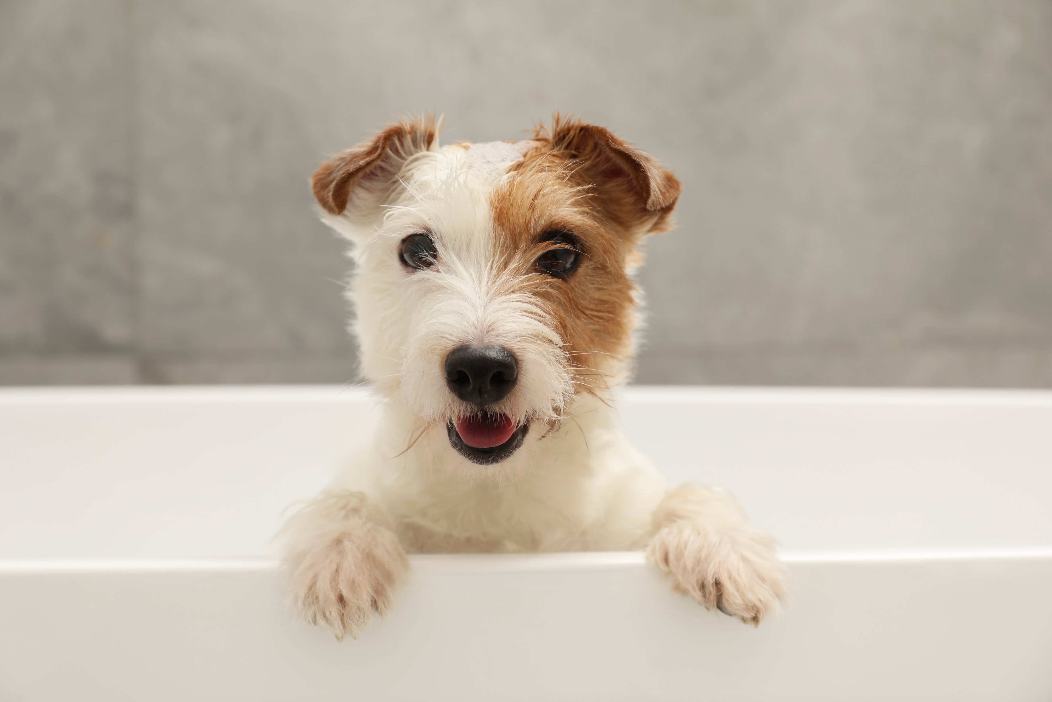 Small dog with a happy expression peeking over a white surface against a gray background