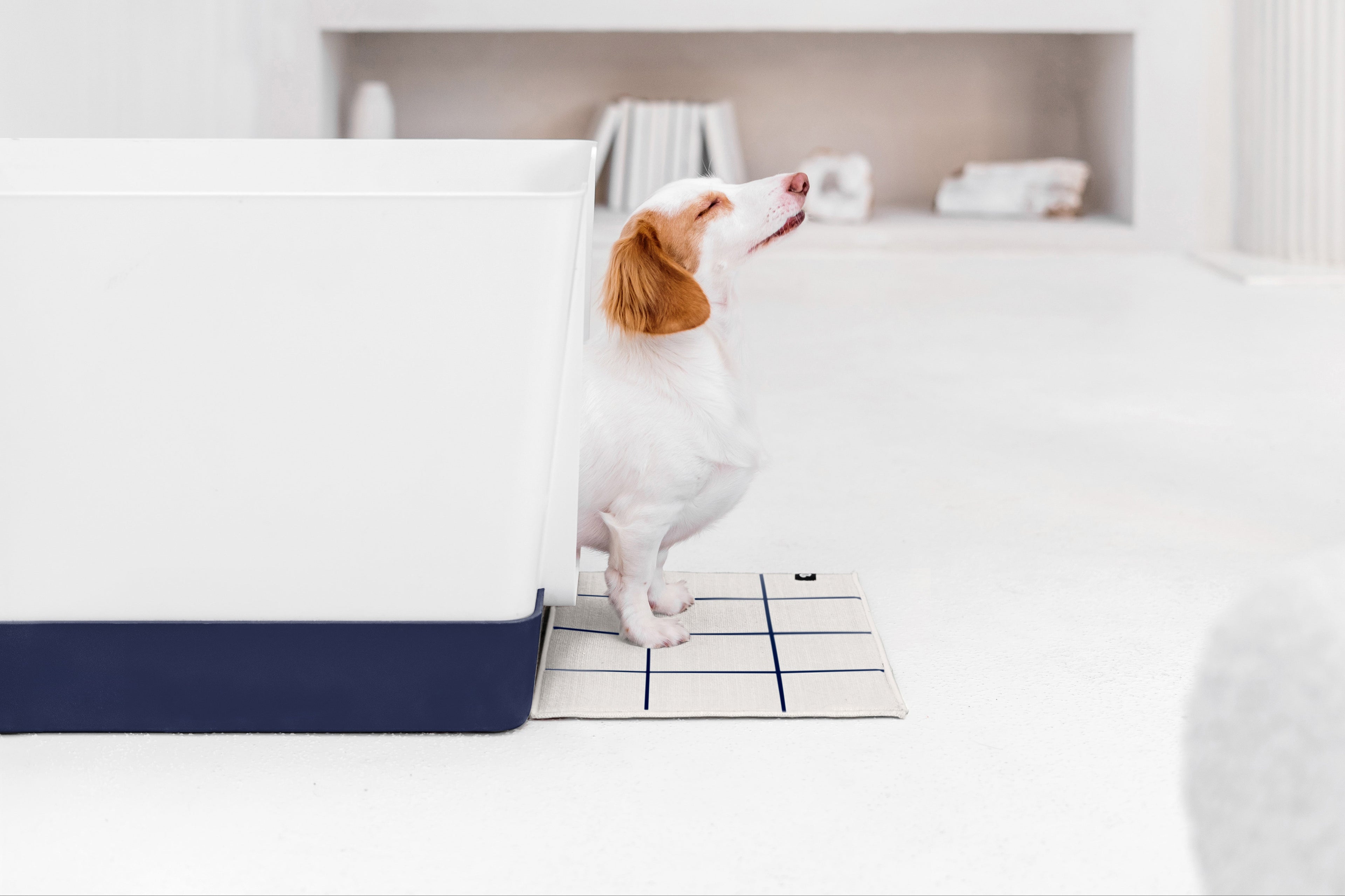 Small white and tan dog using the Doggy Bathroom indoor potty with a navy tray in a bright, modern home.