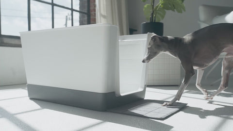 Italian Greyhound in the Doggy Bathroom