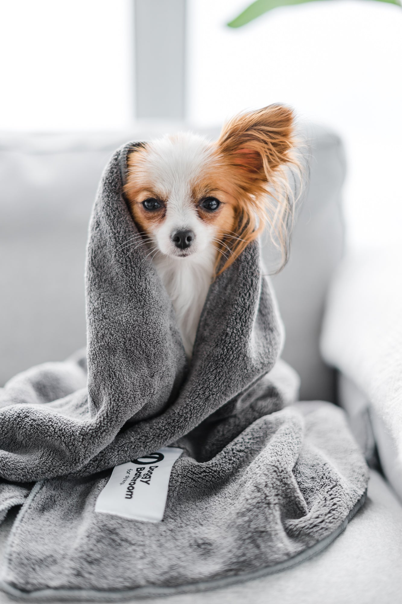 Dog Towel   